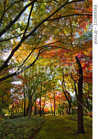 養浩館庭園の雪吊りと紅葉風景 養浩館庭園の雪吊りと紅葉風景 121869568