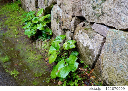 雨の萩市 萩城址の石垣のもと艶やかにツワブキの葉が雨に濡れそぼっている風景 山口県萩市 雨の萩市 萩城址の石垣のもと艶やかにツワブキの葉が雨に濡れそぼっている風景 山口県萩市 121870009