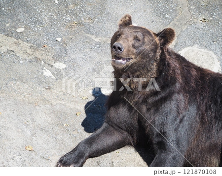 クマ牧場のヒグマ 121870108