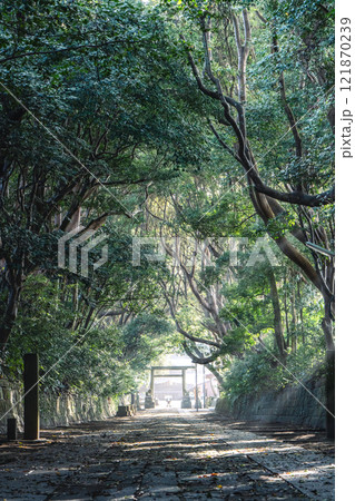 酒列磯前神社の樹叢 酒列磯前神社の樹叢 121870239
