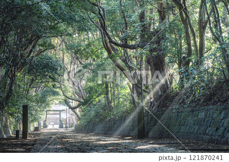 酒列磯前神社の樹叢 酒列磯前神社の樹叢 121870241