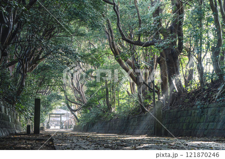 酒列磯前神社の樹叢 121870246