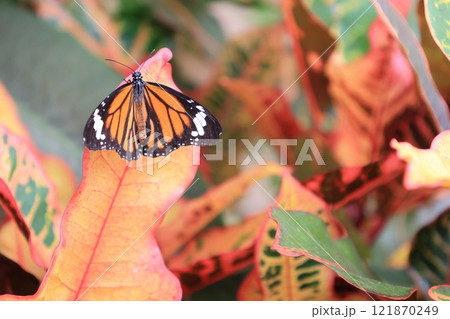 植物の葉にとまるオレンジ色の蝶のスジグロカバマダラ 121870249
