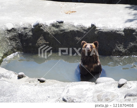 水浴びしているヒグマ 121870408