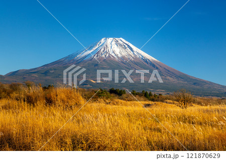 静岡県富士宮市根原　青空の朝霧高原を埋める秋のススキと背後の冠雪した富士山 121870629
