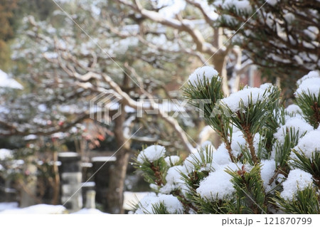 雪の積もった五葉松の枝 雪の積もった五葉松の枝 121870799