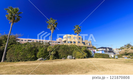 水仙の名所の北下浦スイセンロード 121870808