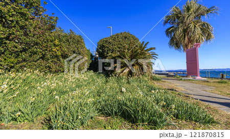 水仙の名所の北下浦スイセンロード 水仙の名所の北下浦スイセンロード 121870815