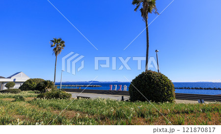 水仙の名所の北下浦スイセンロード 水仙の名所の北下浦スイセンロード 121870817