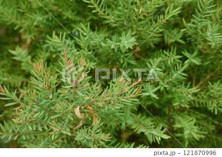 Melaleuca bracteata macro leaves small world 121870996