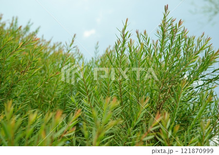 Melaleuca bracteata macro leaves small world Melaleuca bracteata macro leaves small world 121870999