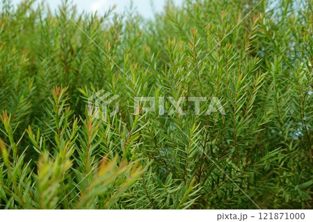 Melaleuca bracteata macro leaves small world Melaleuca bracteata macro leaves small world 121871000