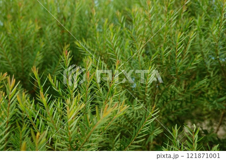 Melaleuca bracteata macro leaves small world Melaleuca bracteata macro leaves small world 121871001
