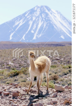 南米チリ北部アンデス山脈のアタカマ高地に生息するビクーニャと背景の標高5800mリカンカブール火山 南米チリ北部アンデス山脈のアタカマ高地に生息するビクーニャと背景の標高5800mリカンカブール火山 121871177