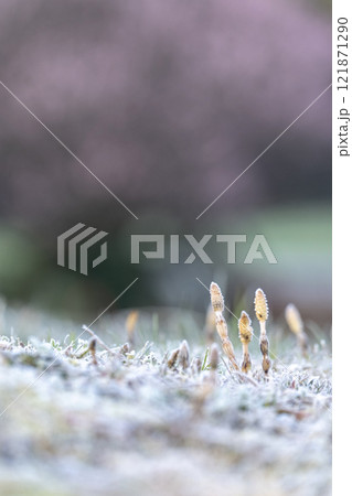 早春のつくし　雪の中で元気よく 121871290