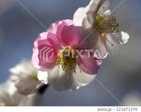 半分がピンク色の白い梅の花 半分がピンク色の白い梅の花 121871370