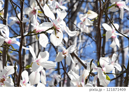 コブシ(辛夷) コブシ(辛夷) 121871409