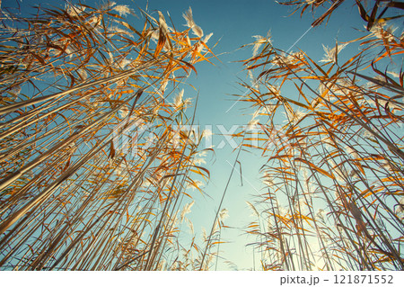 yellow reeds on the background of the blue sky. bottom view 121871552