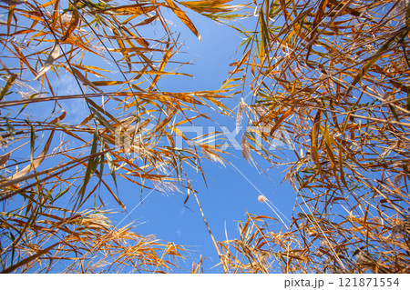 yellow reeds on the background of the blue sky. bottom view 121871554