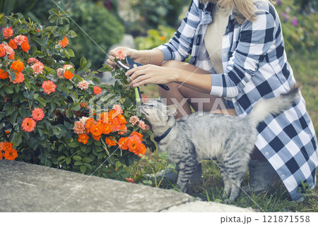 girl gardener prunes diseased and withered roses in the garden with secateurs girl gardener prunes diseased and withered roses in the garden with secateurs 121871558