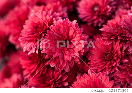 bunch of red chrysanthemums, Chrysanthemum flower pattern in a flower garden Clusters of chrysanthemums. 121871565