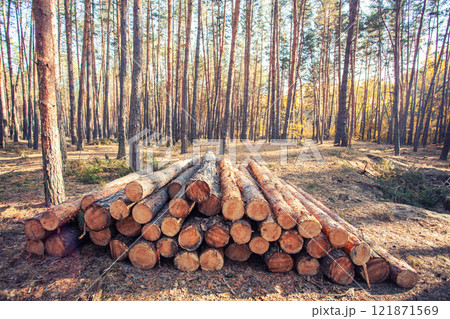 freshly cut logs piled in a forest , highlighting the process of logging and timber preparation 121871569