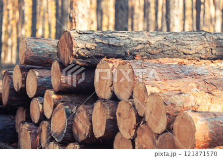 freshly cut logs piled in a forest , highlighting the process of logging and timber preparation 121871570