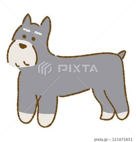 立っているミニチュアシュナウザー 121871651