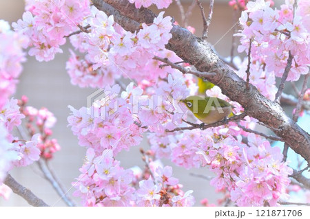 春めき桜の蜜を吸うメジロ 春めき桜の蜜を吸うメジロ 121871706