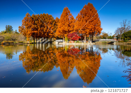 埼玉県上尾市平方 上尾丸山公園大池の中の島のメタセコイヤとモミジの紅葉と池の水鏡 埼玉県上尾市平方 上尾丸山公園大池の中の島のメタセコイヤとモミジの紅葉と池の水鏡 121871727