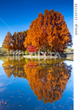 埼玉県上尾市平方　上尾丸山公園大池の中の島のメタセコイヤとモミジの紅葉と池の水鏡 121871729