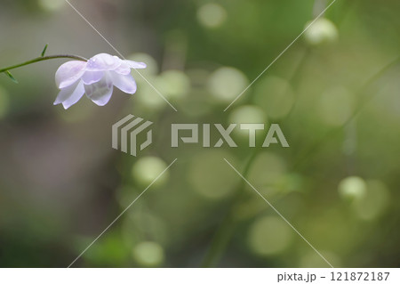 レンゲショウマ 121872187