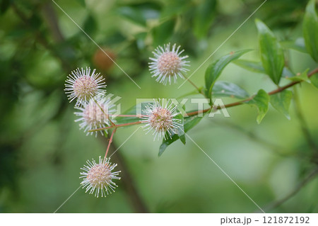 タニワタリノキ タニワタリノキ 121872192