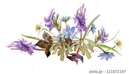 Spring forest flower, white anemone primrose, blue hepatica forget-me-not, purple Corydalis pea vetch orchid, isolated botanical illustration hand drawn in watercolor. Florist shop, wedding stationery Spring forest flower, white anemone primrose, blue hepatica forget-me-not, purple Corydalis pea vetch orchid, isolated botanical illustration hand drawn in watercolor. Florist shop, wedding stationery 121872197