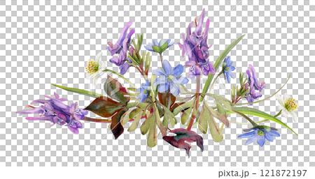 Spring forest flower, white anemone primrose, blue hepatica forget-me-not, purple Corydalis pea vetch orchid, isolated botanical illustration hand drawn in watercolor. Florist shop, wedding stationery Spring forest flower, white anemone primrose, blue hepatica forget-me-not, purple Corydalis pea vetch orchid, isolated botanical illustration hand drawn in watercolor. Florist shop, wedding stationery 121872197