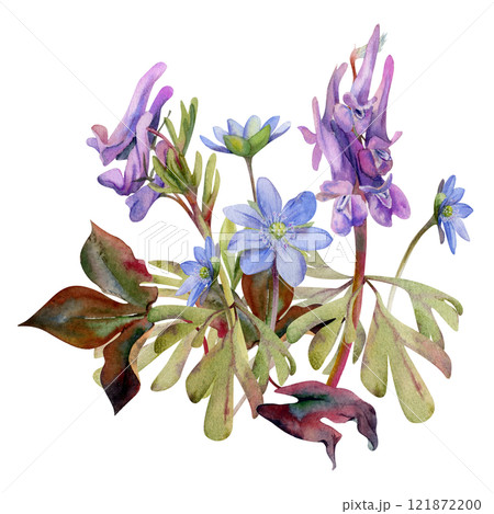 Spring forest flower, purple Corydalis pea vetch orchid Matthiola, blue hepatica forget-me-not, isolated botanical illustration hand drawn in watercolor. Florist shop, wedding stationery composition Spring forest flower, purple Corydalis pea vetch orchid Matthiola, blue hepatica forget-me-not, isolated botanical illustration hand drawn in watercolor. Florist shop, wedding stationery composition 121872200