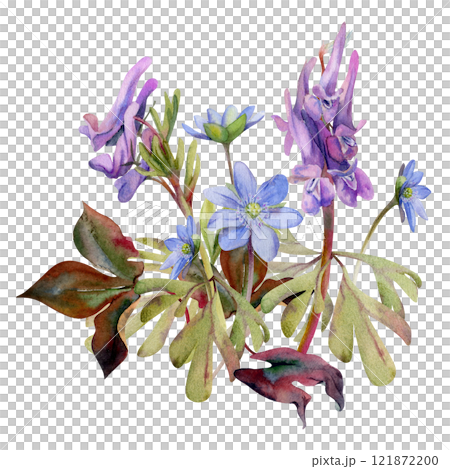Spring forest flower, purple Corydalis pea vetch orchid Matthiola, blue hepatica forget-me-not, isolated botanical illustration hand drawn in watercolor. Florist shop, wedding stationery composition Spring forest flower, purple Corydalis pea vetch orchid Matthiola, blue hepatica forget-me-not, isolated botanical illustration hand drawn in watercolor. Florist shop, wedding stationery composition 121872200