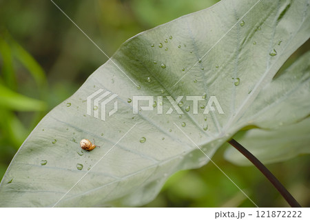 カタツムリ カタツムリ 121872222