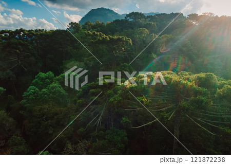 Mountains with araucaria trees and sunlight in Santa Catarina, Brazil Mountains with araucaria trees and sunlight in Santa Catarina, Brazil 121872238