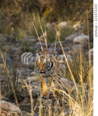 wild female bengal tiger or tigress or panthera tigris walking head on looking straight into eyes in winter season safari at jim corbett national park forest reserve uttarakhand india wild female bengal tiger or tigress or panthera tigris walking head on looking straight into eyes in winter season safari at jim corbett national park forest reserve uttarakhand india 121872283