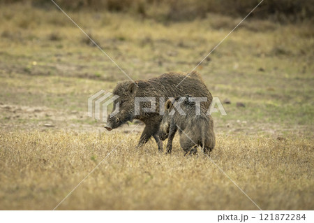 Two wild male Indian boar or Andamanese pig or Moupin pig or Sus scrofa cristatus in natural scenic green open grassland or field at panna national park forest tiger reserve madhya pradesh india asia 121872284