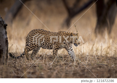 indian wild male leopard or panther or panthera pardus side profile walking in dry summer season during evening safari at jhalana leopard reserve forest jaipur rajasthan india asia 121872286
