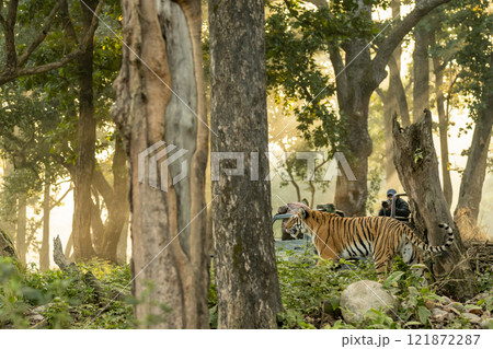 jim corbett national park, Uttarakhand, India Wild Female bengal Tiger or tigress walking in forest in background safari vehicles tourists wildlife photographers and nature lover 121872287