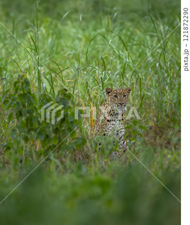 indian wild shy female leopard or panther or panthera pardus  with eye contact trying to hide or camouflage in green grass in winter season outdoor jungle safari at jhalana forest reserve jaipur india 121872290