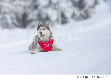 Husky dog with red scarf lying in snow close-up Husky dog with red scarf lying in snow close-up 121872587