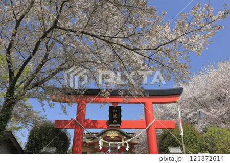 茨城県加波山の麓に位置する加波山神社（真壁拝殿）の、春の青空に映える赤い鳥居と満開の桜 121872614