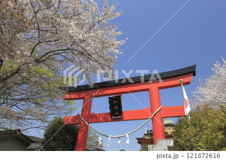 茨城県加波山の麓に位置する加波山神社(真壁拝殿)の、春の青空に映える赤い鳥居と満開の桜 茨城県加波山の麓に位置する加波山神社(真壁拝殿)の、春の青空に映える赤い鳥居と満開の桜 121872616