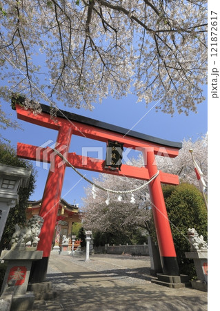 茨城県加波山の麓に位置する加波山神社（真壁拝殿）の、春の青空に映える赤い鳥居と満開の桜 121872617