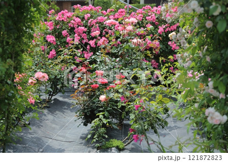ガーデニング バラの花、 ガーデニング バラの花、 121872823