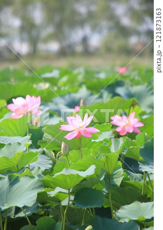 蓮の群生・烏丸半島【滋賀県草津市】 121873163
